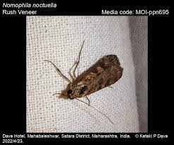 Attēlu rezultāti vaicājumam “Nomophila noctuella”