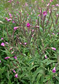 Image result for Weidenröschen