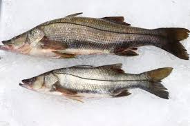 Image result for Centropomus parallelus