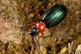 Attēlu rezultāti vaicājumam “Lebia chlorocephala”