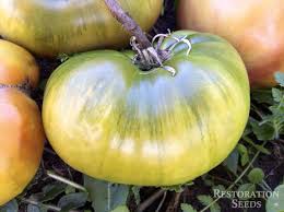 Afbeeldingsresultaat voor carbon tomato