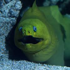 Image result for Gymnothorax funebris