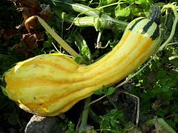 Attēlu rezultāti vaicājumam “Cucurbita pepo”