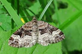 Attēlu rezultāti vaicājumam “Xanthorhoe biriviata”