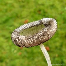 Attēlu rezultāti vaicājumam “Coprinus sp.”