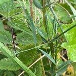 Attēlu rezultāti vaicājumam “Lathyrus pratensis fruit”