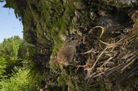Attēlu rezultāti vaicājumam “Troglodytes troglodytes nest”