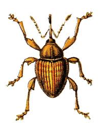 Attēlu rezultāti vaicājumam “Curculio nucum”