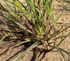 Attēlu rezultāti vaicājumam “Juncus alpinoarticulatus leaf”