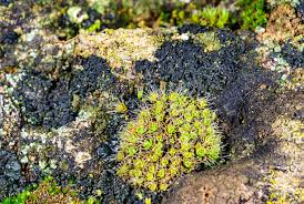 Attēlu rezultāti vaicājumam “Grimmia pulvinata sporophyte”