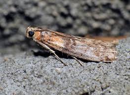 Attēlu rezultāti vaicājumam “Sciota adelphella”