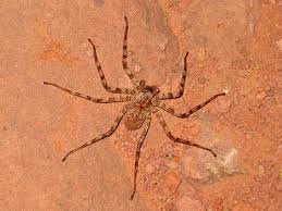 Attēlu rezultāti vaicājumam “Lycosidae”