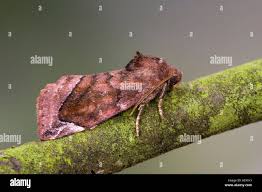 Attēlu rezultāti vaicājumam “Cosmia pyralina”