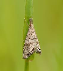 Attēlu rezultāti vaicājumam “Crambidae”