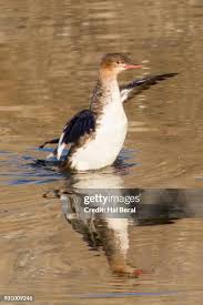 Attēlu rezultāti vaicājumam “Mergus serrator female”