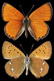 Attēlu rezultāti vaicājumam “Lycaena virgaureae female”
