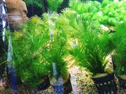 「水蘊草」的圖片搜尋結果