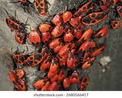 Attēlu rezultāti vaicājumam “Pyrrhocoris apterus imago”
