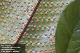 Attēlu rezultāti vaicājumam “Campylophyllum sommerfeltii”