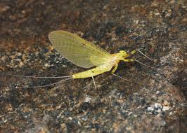 Attēlu rezultāti vaicājumam “Ephemeroptera imago”