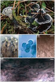 Attēlu rezultāti vaicājumam “Phellodon niger”