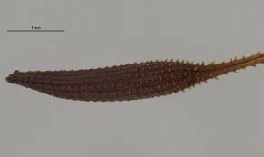 Attēlu rezultāti vaicājumam “Hypochaeris radicata fruit”