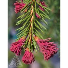 Attēlu rezultāti vaicājumam “Picea abies leaf”