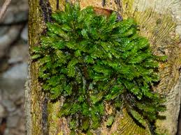 Attēlu rezultāti vaicājumam “Fissidens adianthoides”