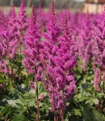 Attēlu rezultāti vaicājumam “Astilbe chinensis”