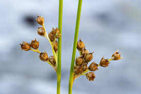 Attēlu rezultāti vaicājumam “Juncus filiformis”