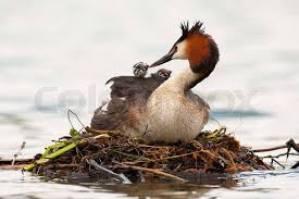 Attēlu rezultāti vaicājumam “Podiceps cristatus nest”