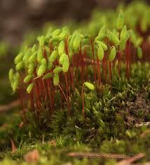 Attēlu rezultāti vaicājumam “Pohlia nutans”