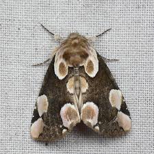 Attēlu rezultāti vaicājumam “Thyatira batis imago”