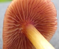 Attēlu rezultāti vaicājumam “Mycena belliarum”