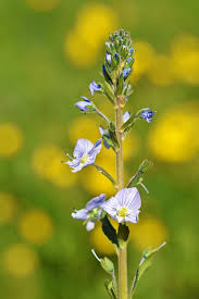 Attēlu rezultāti vaicājumam “Veronica anagallis-aquatica flower”