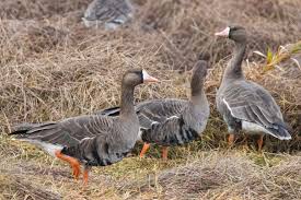 Attēlu rezultāti vaicājumam “Anser albifrons adult”