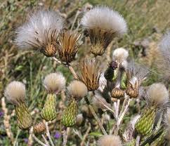 Attēlu rezultāti vaicājumam “Cirsium arvense flower”