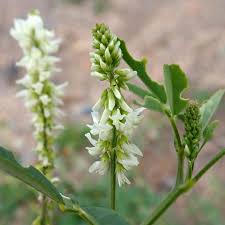 Attēlu rezultāti vaicājumam “Melilotus albus flower”