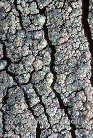 Attēlu rezultāti vaicājumam “Trapeliopsis granulosa”