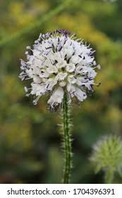 Image result for Dipsacus pilosus