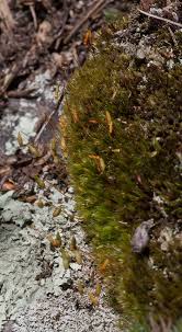 Attēlu rezultāti vaicājumam “Pohlia nutans”