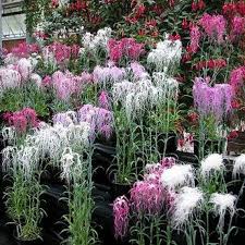 Image result for Dianthus superbus