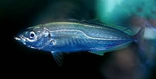 Image result for Trachurus mediterraneus