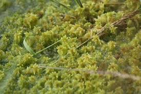 Attēlu rezultāti vaicājumam “Sphagnum cuspidatum”