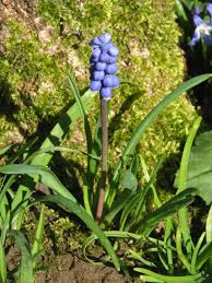 Attēlu rezultāti vaicājumam “Muscari botryoides”