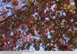 Attēlu rezultāti vaicājumam “Malus purpurea flower”