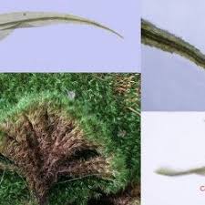 Attēlu rezultāti vaicājumam “Dicranales”