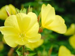 Attēlu rezultāti vaicājumam “Oenothera biennis flower”