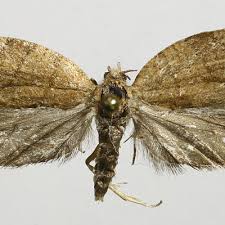 Attēlu rezultāti vaicājumam “Pandemis corylana”