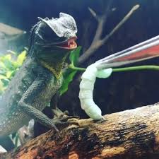 Attēlu rezultāti vaicājumam “Lycogala convexum young”